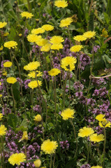Hawkweed and wild thyme flowering on meadow, Flumserberg, Swiss Alps