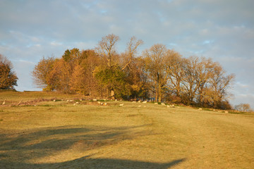Fototapeta na wymiar golden hour with trees and sheep in a field