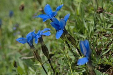 Gentiana verna; Spring gentians, bright blue against alpine pasture