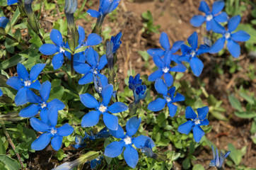 Gentiana verna; Spring gentians, bright blue against alpine pasture