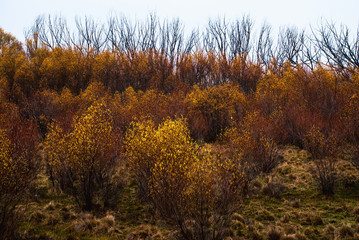 Fototapeta premium Hillside in twizel