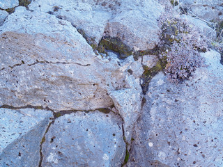 Real vulcanic rock surface with nordic flowers on it background