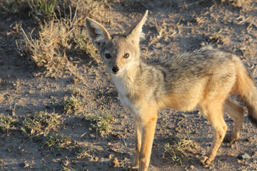 Bat Eared Fox Kenya