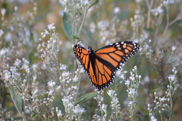 Monarch butterfly
