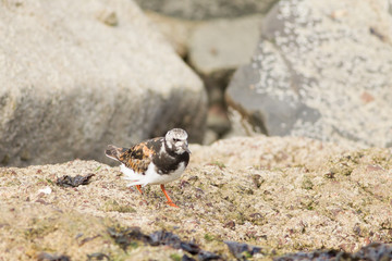 Ruddy turnstone (Arenaria interpres) camouflaged by rocks