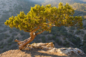 A small single pine grows among the stones on the mountain near The black sea coast. Crimea.