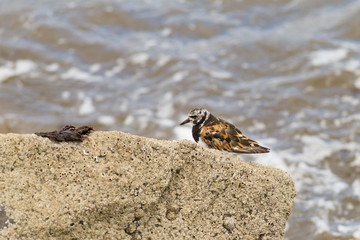 Ruddy turnstone (Arenaria interpres) camouflaged by rocks, foraging, Musselburgh, United Kingdom