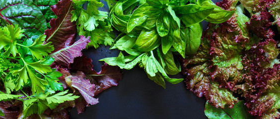 Fresh varieties of aromatic herbs spice parsley, dill on a dark background, food background, the...