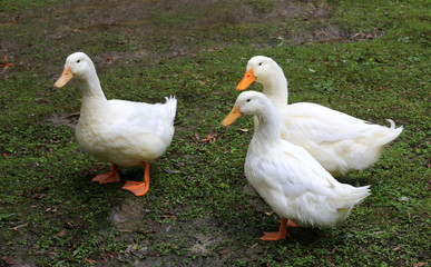 Geese on a meadow in a farm