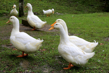 Geese on a green pasture in farm