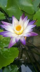 lotus in the water