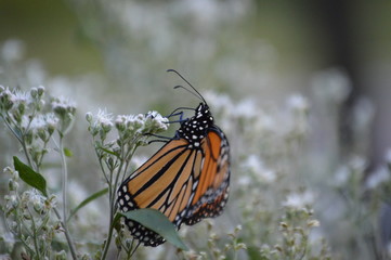 Monarch butterfly
