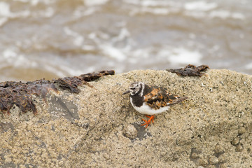 Ruddy turnstone (Arenaria interpres) camouflaged by rocks
