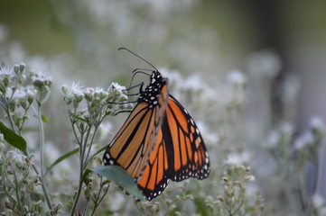 Monarch butterfly