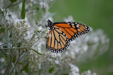 Monarch butterfly