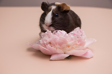  Pink Peony flower and little funny guinea pig