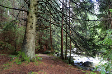 Fototapeta premium big tree in deep forest