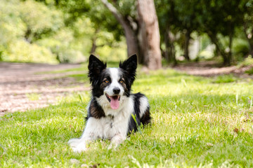 Naklejka na ściany i meble Beautiful young Border Collie lying in the grass with trees in the background