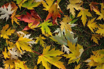 Graceful green, yellow and red leaves of Acer saccharinum on the green grass. Nature concept for design