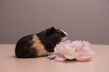  Pink Peony flower and little funny guinea pig