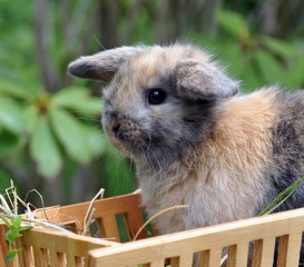 Zwergkaninchen-NHD