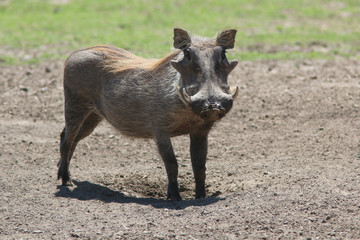 Warthog in Kenya