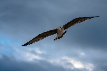 seagull © Jan
