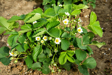 Flowering Bush strawberry. In the garden. Spring in the garden.