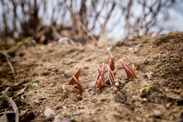 Awakening of Nature after winter. Spring germination of plants. The appearance of the first tulips from the ground.