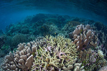 Hard Coral Reef in Raja Ampat