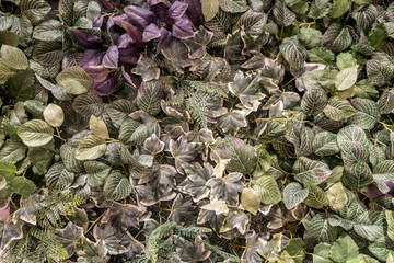 Close up artificial green leaves texture background. Decoration vertical gardening.