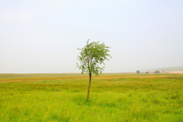 Fototapeta na wymiar beautiful natural scenery in the WuLanBuTong grassland, China