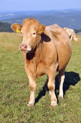 K&uuml;he auf der Weide