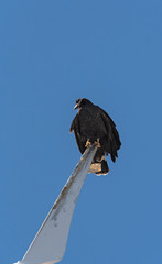 young black accipitriformes sits on a rotor blade of a windmill, yucatan, mexico