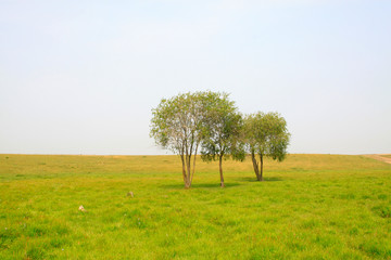 beautiful natural scenery in the WuLanBuTong grassland, China