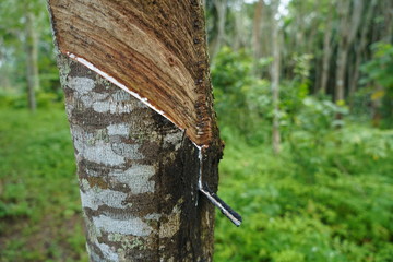 Rubber tree garden in south of Thailand