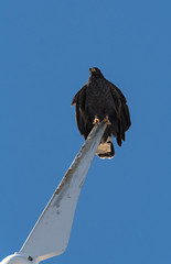 young black accipitriformes sits on a rotor blade of a windmill, yucatan, mexico