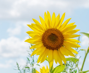 Beautiful sunflowers in the field natural background, Sunflower blooming.
