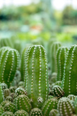 Close up group of green cactus background