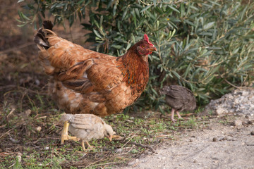 Mother hen is looking for food with her chicks