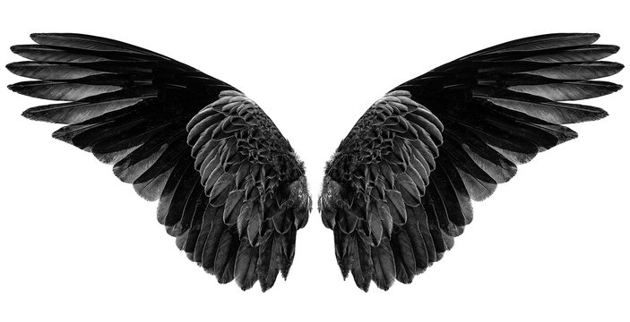 black wings on a white