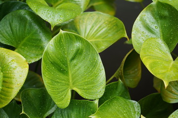 Green leaves background