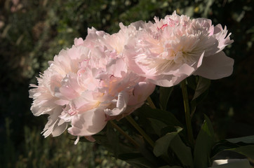 Peonies in Vase, Swiss cottage garden