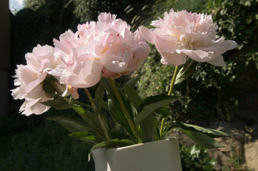 Peonies in Vase, Swiss cottage garden
