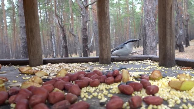 Feeder for birds - fast flying and feeding (Parus ater) and nuthatch tit (Sitta europaea).
