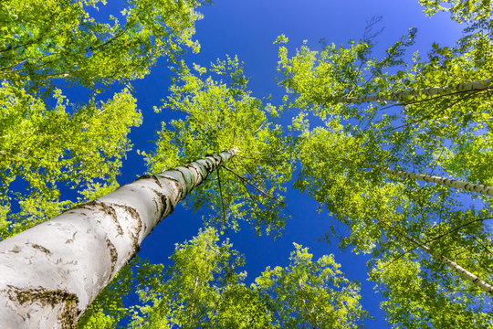 Fototapeta Birch grove bottom view of trees and blue sky