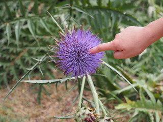 flower in a field