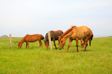 Obraz na płótnie Canvas herds of horses grazing in the WuLanBuTong grassland, China
