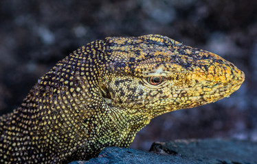 small komodo dragon at the zoo