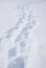 doppelte Fußspur im Schnee